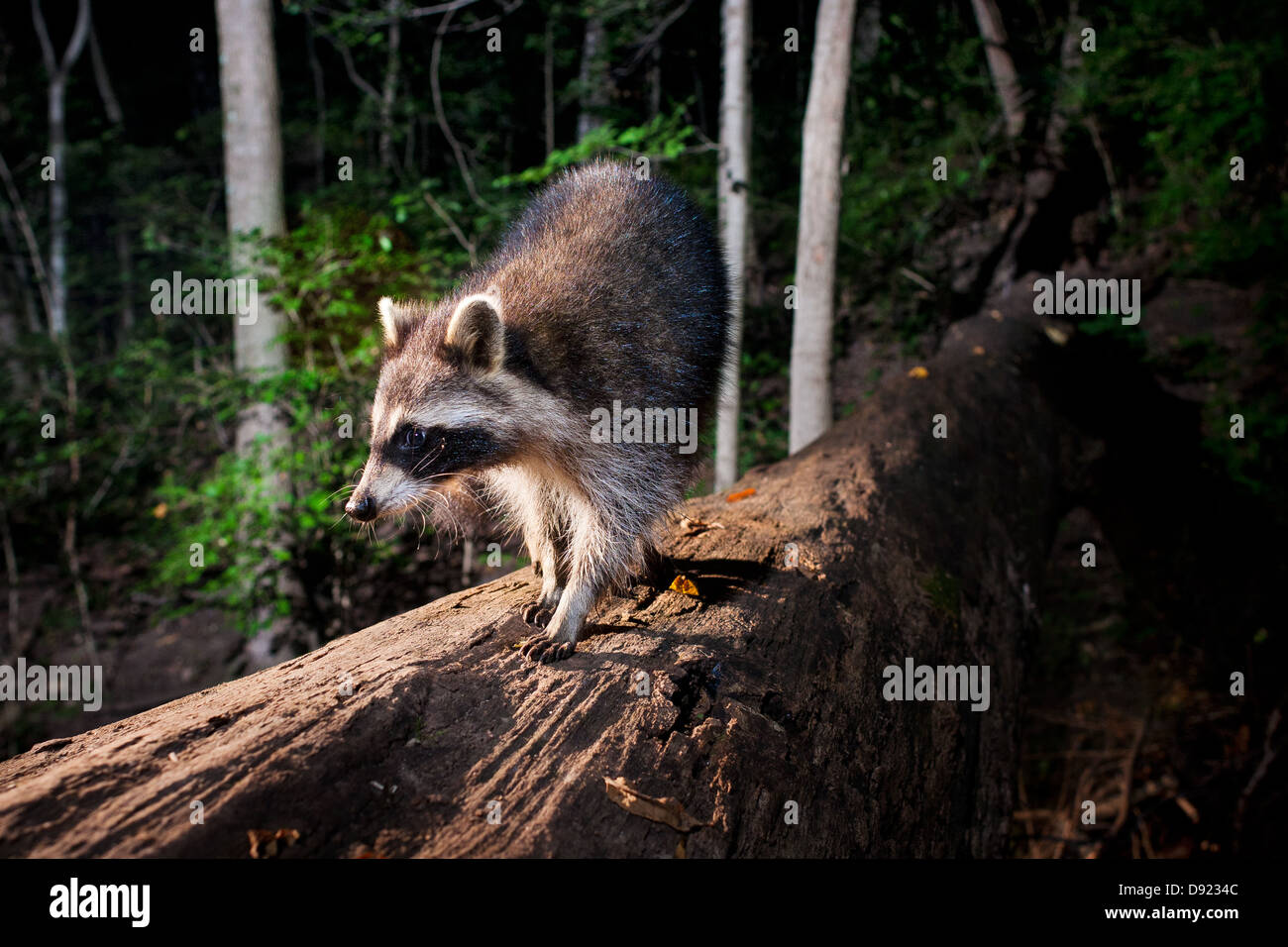 Raccoon crossing log Stock Photo