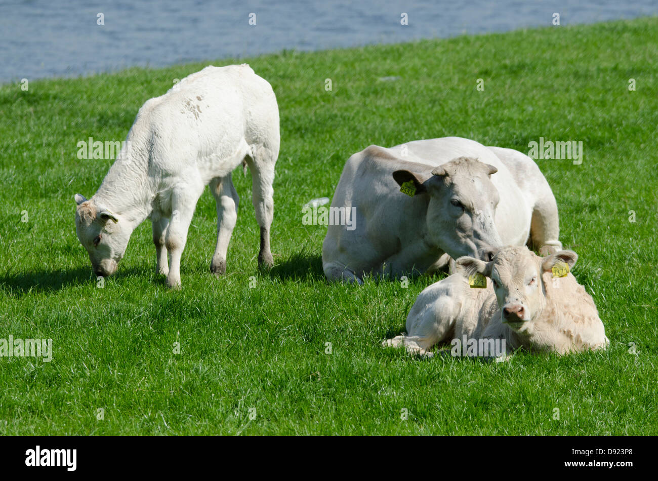 Dutch cows in Dutch Countryside Stock Photo