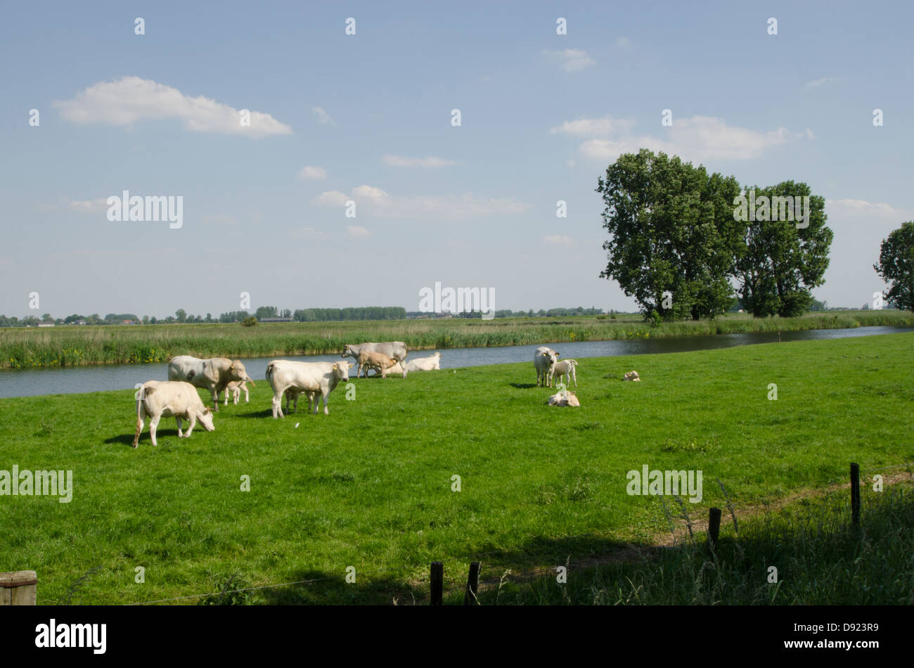 Dutch cows in Dutch Countryside Stock Photo