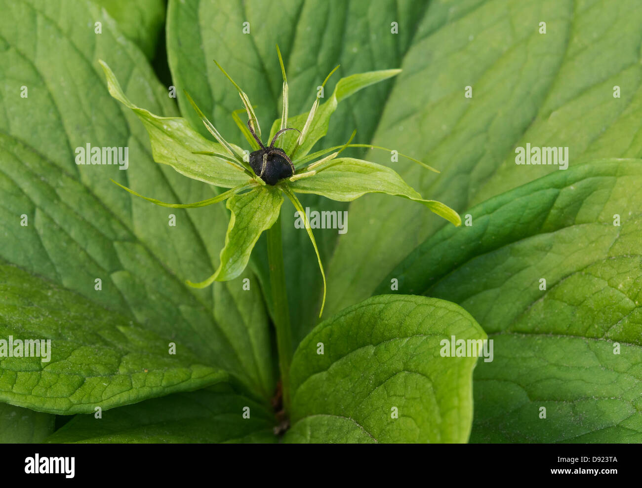 Herb Paris (Paris quadrifoia) Stock Photo