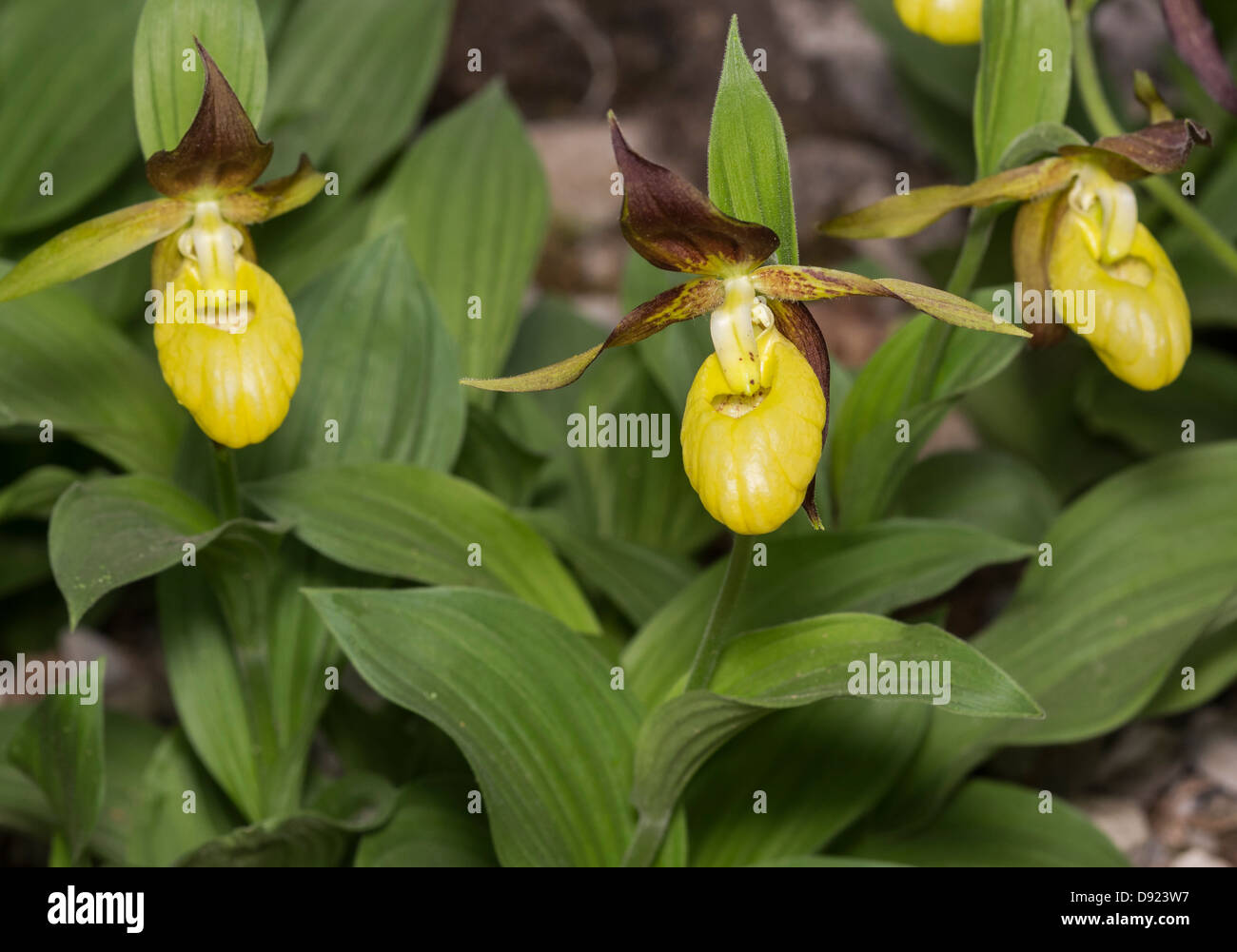 Lady's Slipper Orchid (Cypripedium calceolus). Photographed at Gait Barrows, Silverdale, Lancashire Stock Photo
