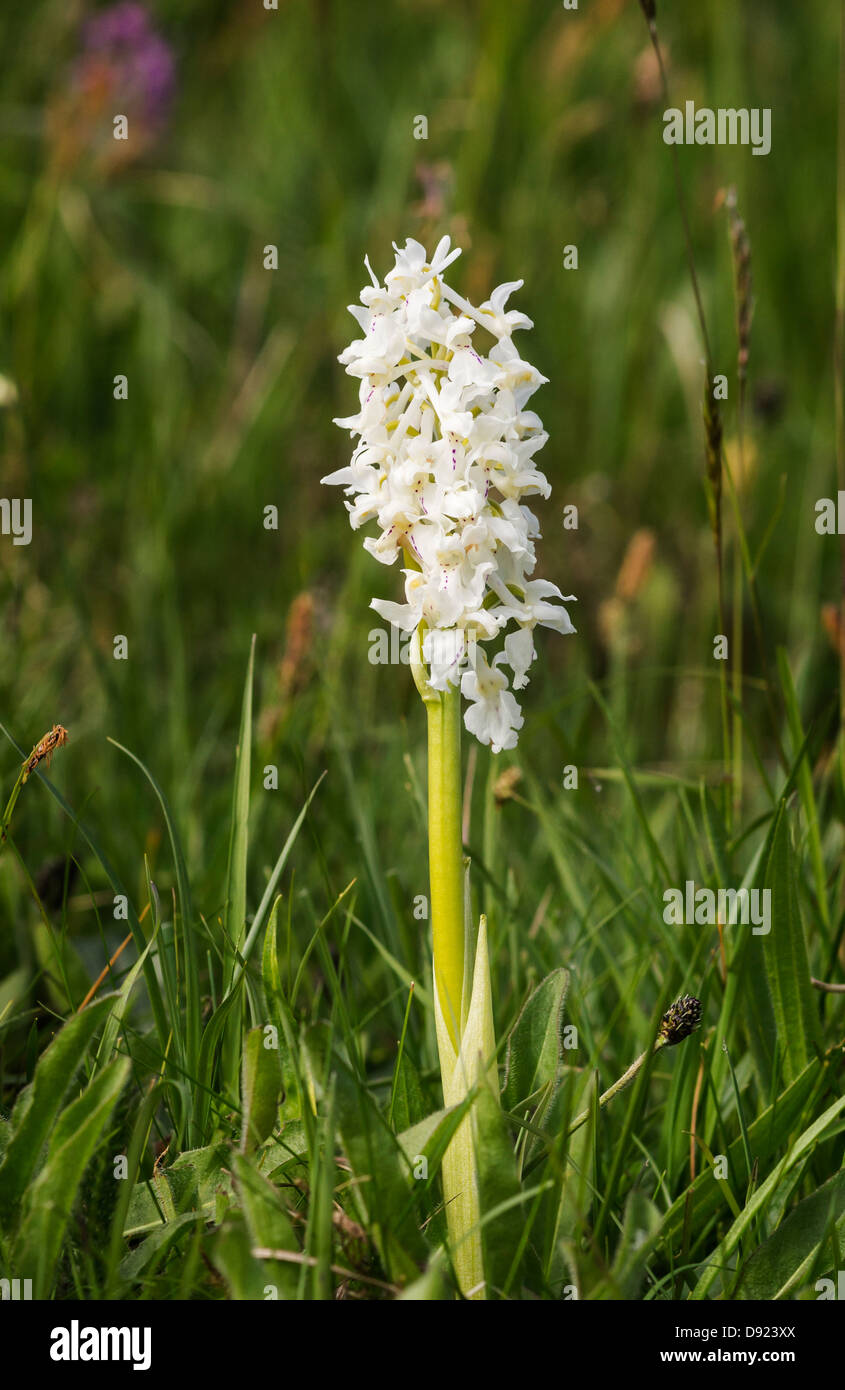 A rare white variety of Early Purple Orchid (Orchis mascula) Stock Photo