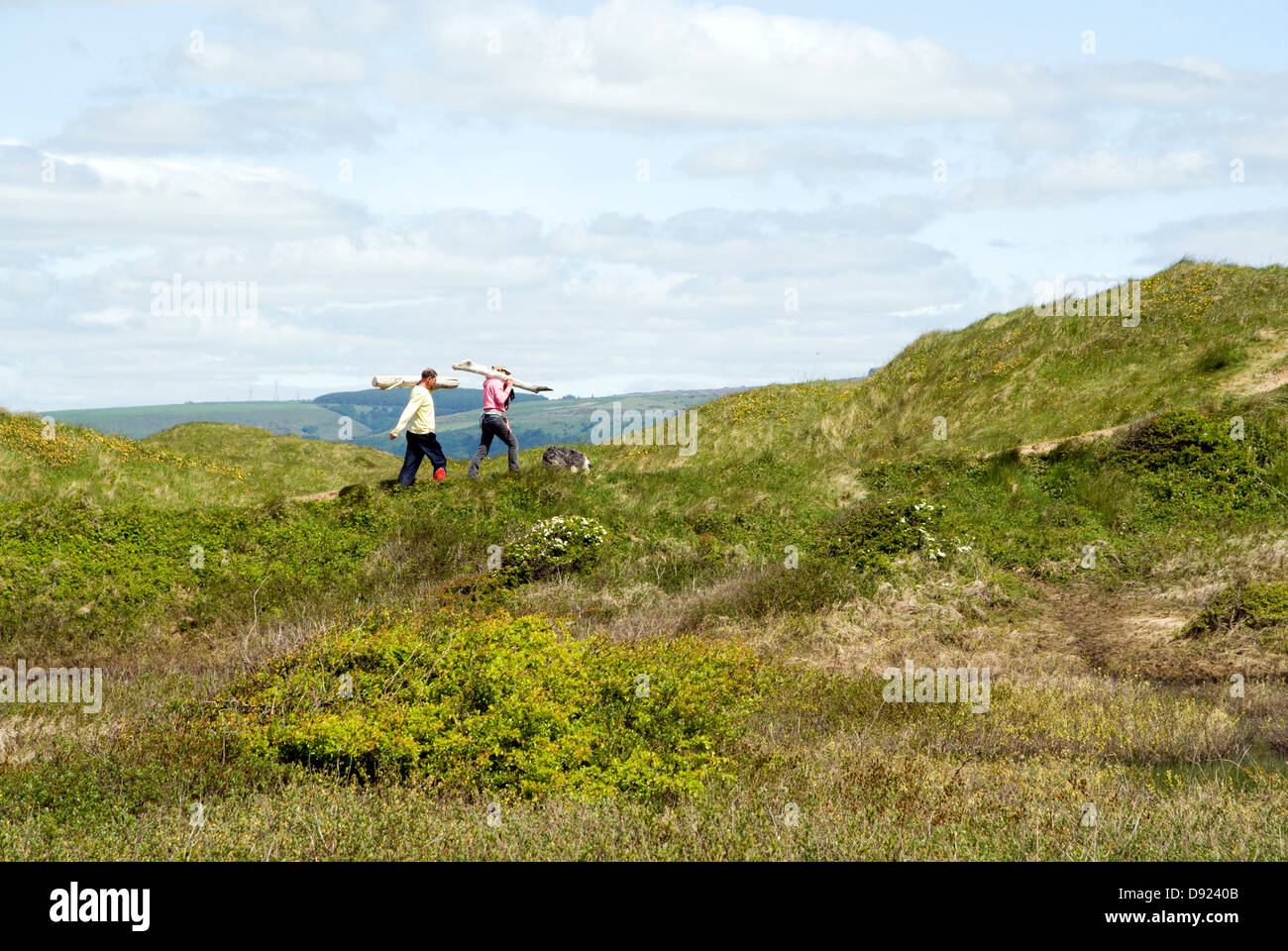 Couple collecting drift wood, Kenfig National Nature Reserve, Bridgend County, South Wales. Stock Photo