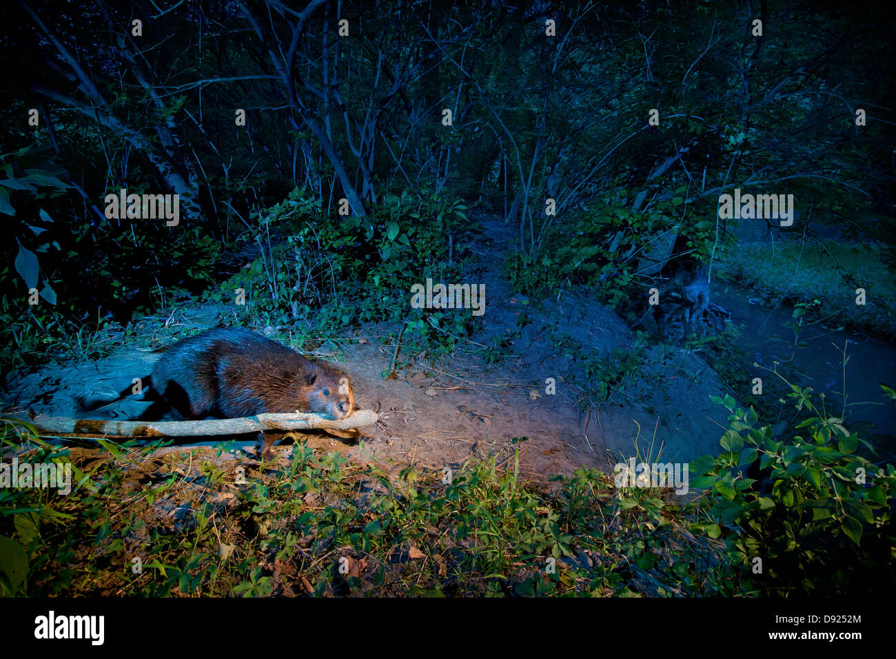 Beaver dragging log down beaver run Stock Photo Alamy