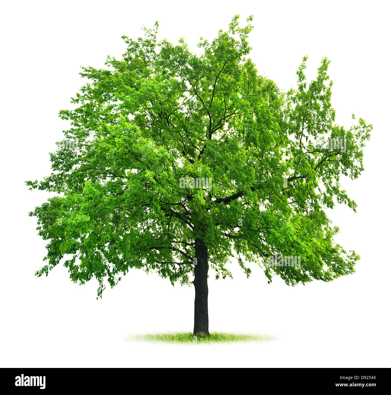 Big green oak isolated on white background Stock Photo