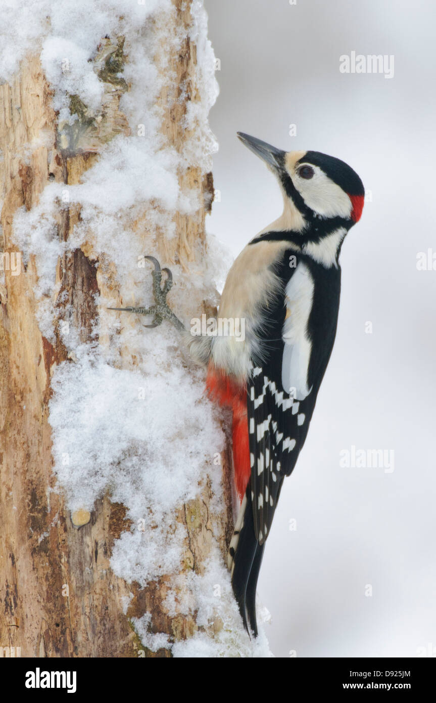 Buntspecht, Greater Spotted Woodpecker, Dendrocopos major Stock Photo
