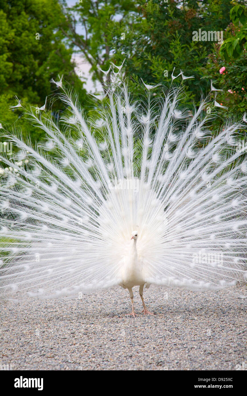 White peacock hi-res stock photography and images - Alamy