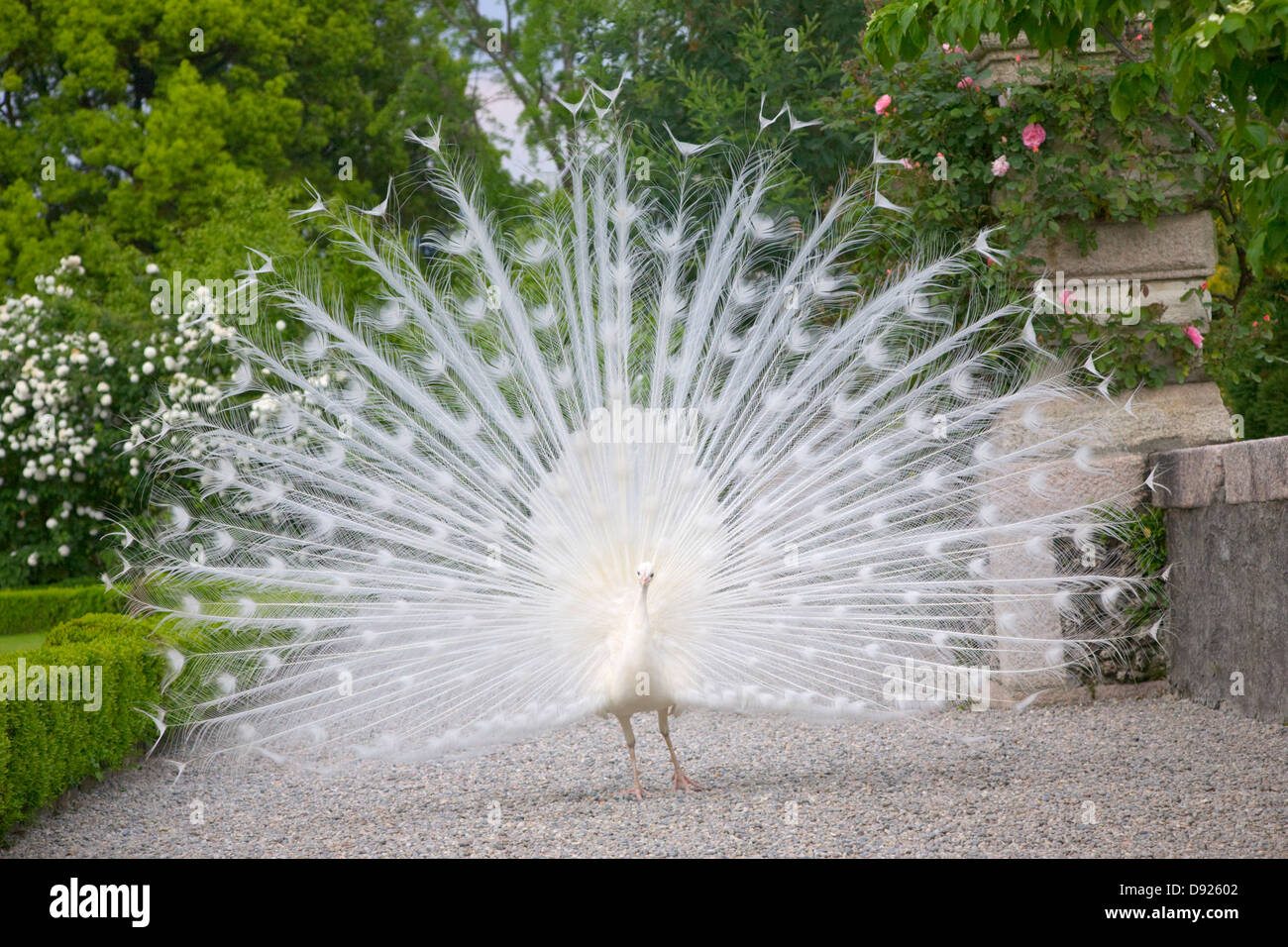White Peacock on Isola Bella, Stresa, Italy Stock Photo