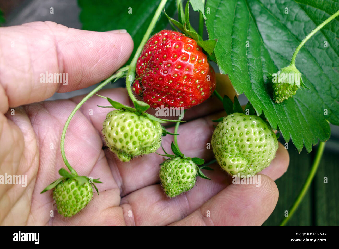 Ripe and unripe garden strawberries (Fragaria × ananassa) of strawberry plant held in hand of gardener in spring Stock Photo