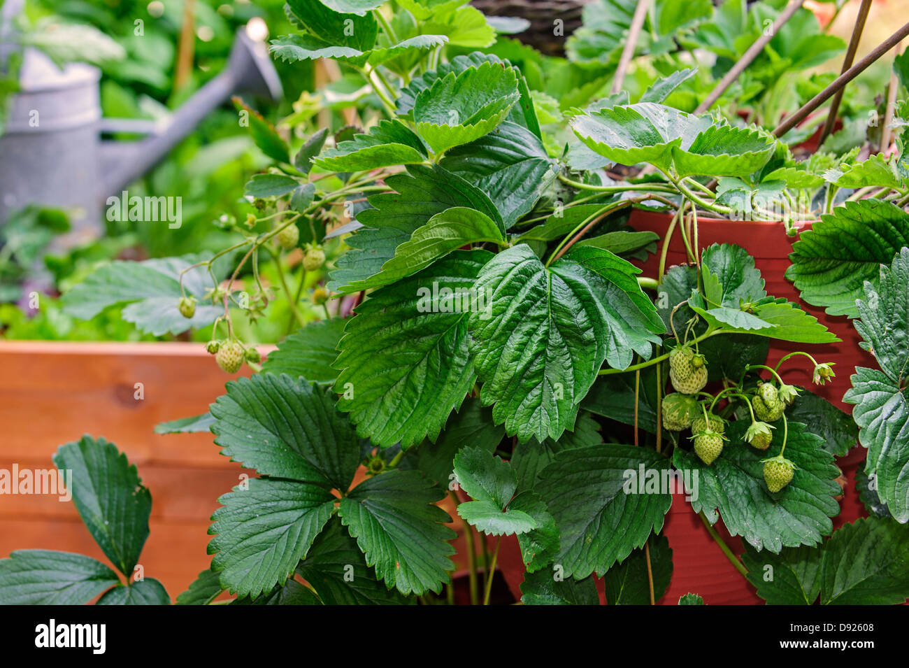 Unripre garden strawberries (Fragaria × ananassa) growing at home in strawberry tower on terrace in spring Stock Photo