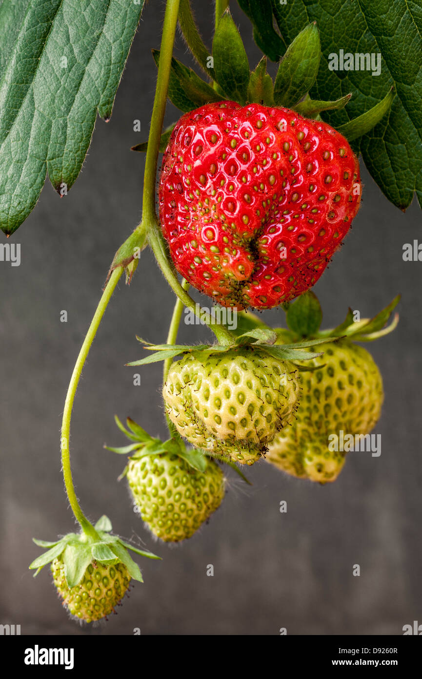 Ripe and unripe garden strawberries (Fragaria × ananassa) hanging from strawberry plant in spring Stock Photo