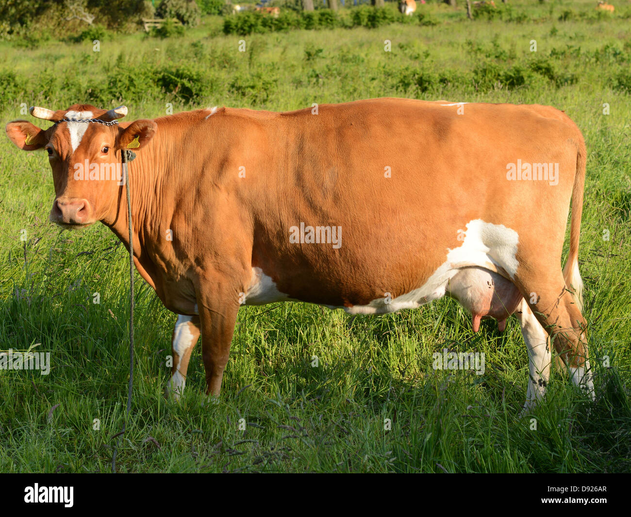 Guernsey Cattle High Resolution Stock Photography and Images - Alamy