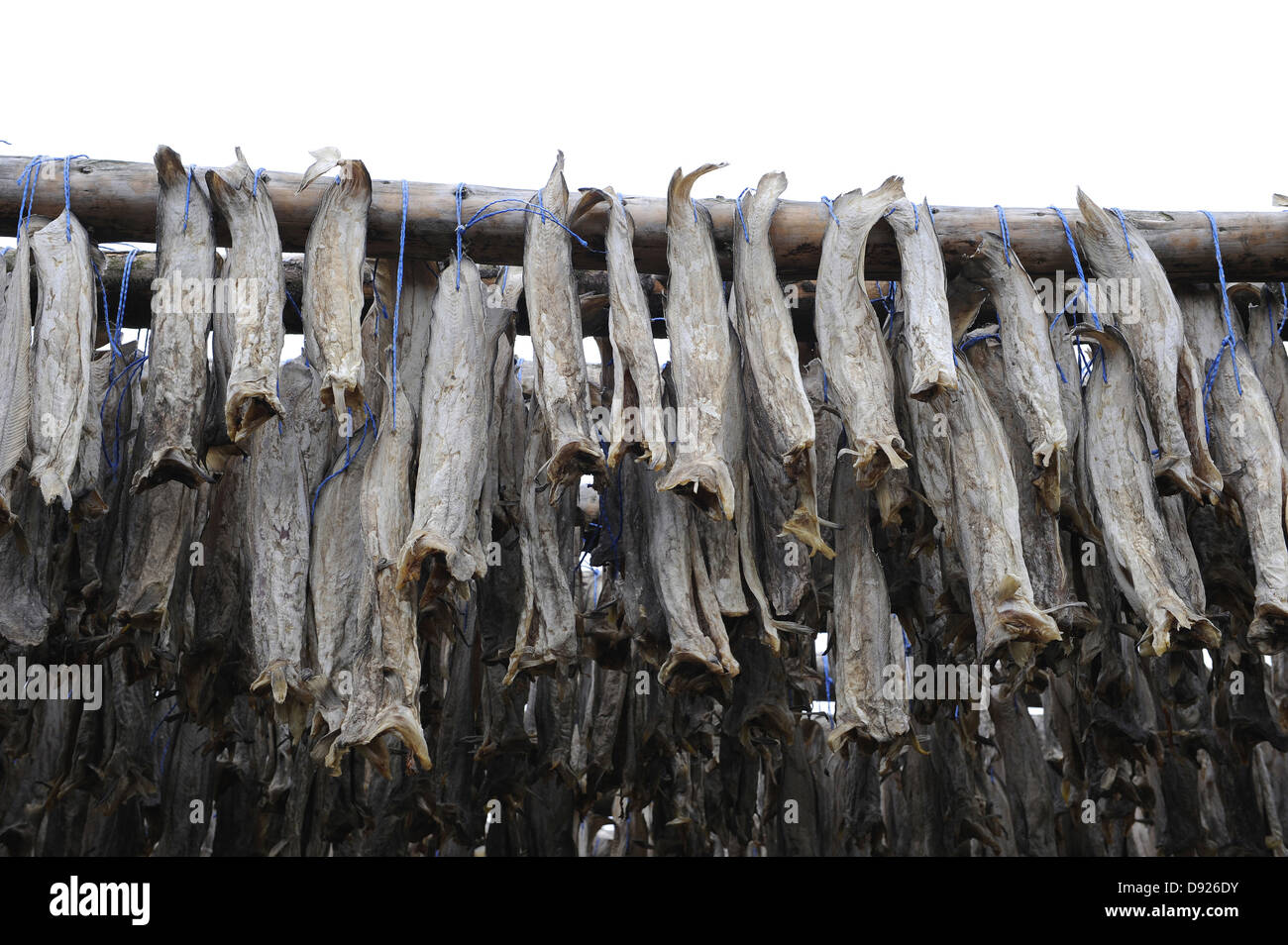Stockfish italy hi-res stock photography and images - Alamy