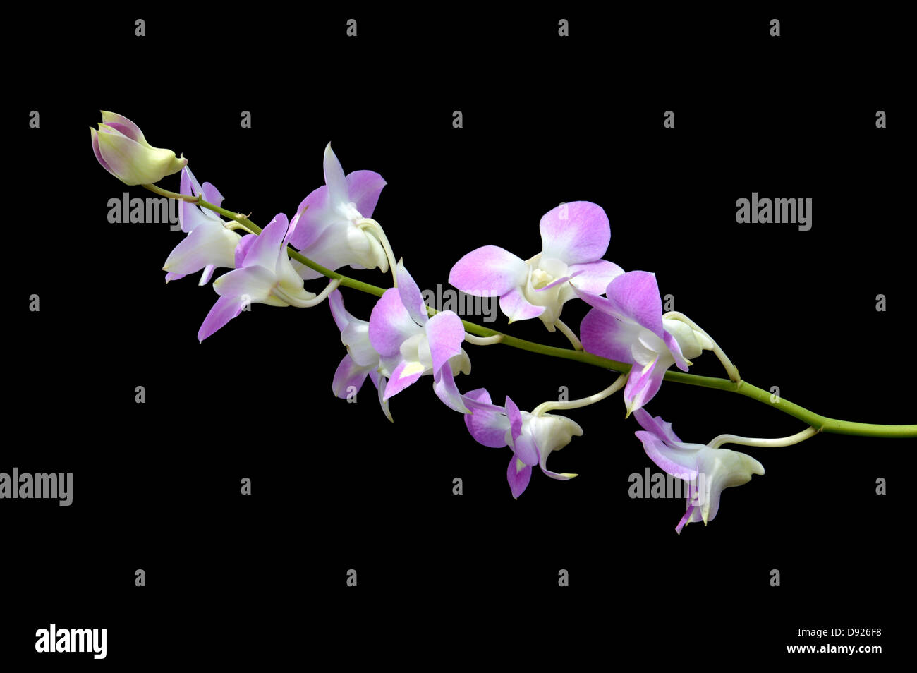 Dendrobium orchid on black background Stock Photo - Alamy