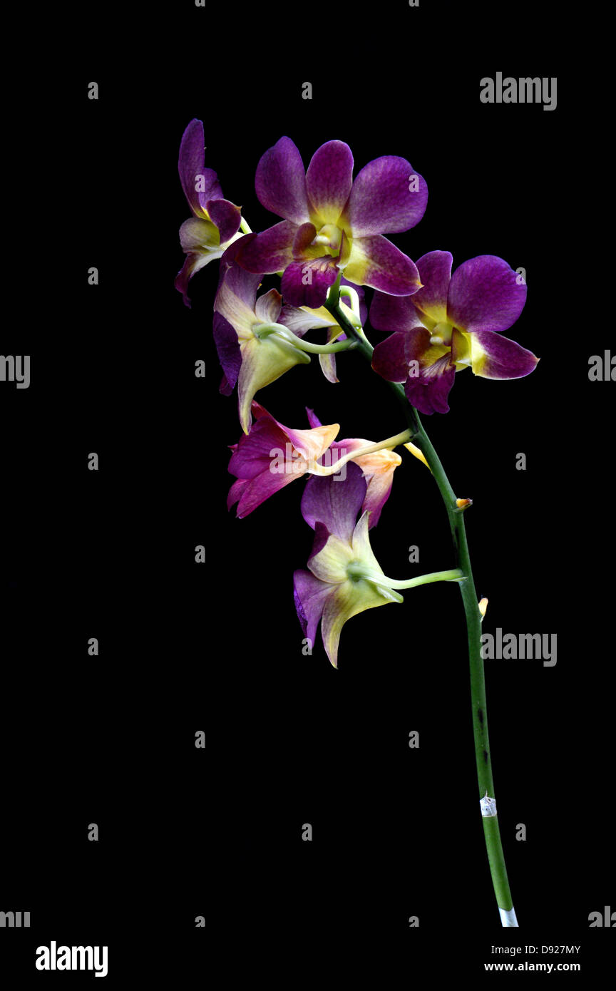 Dendrobium orchid on black background Stock Photo - Alamy