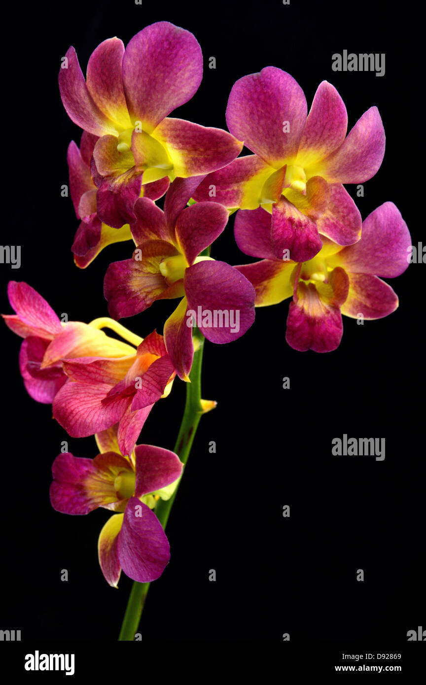Dendrobium orchid on black background Stock Photo - Alamy