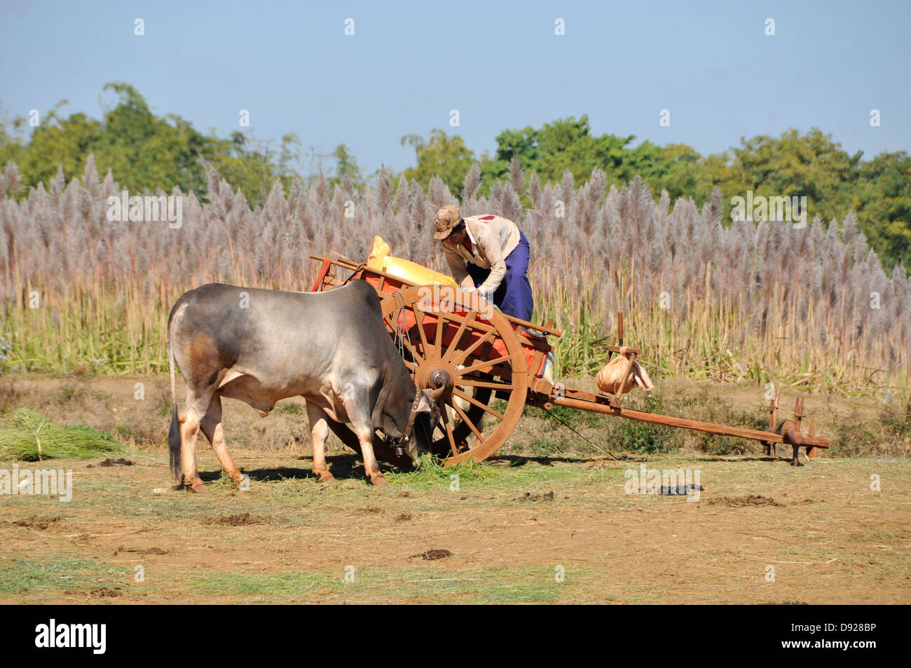 Oxcart hi-res stock photography and images - Alamy