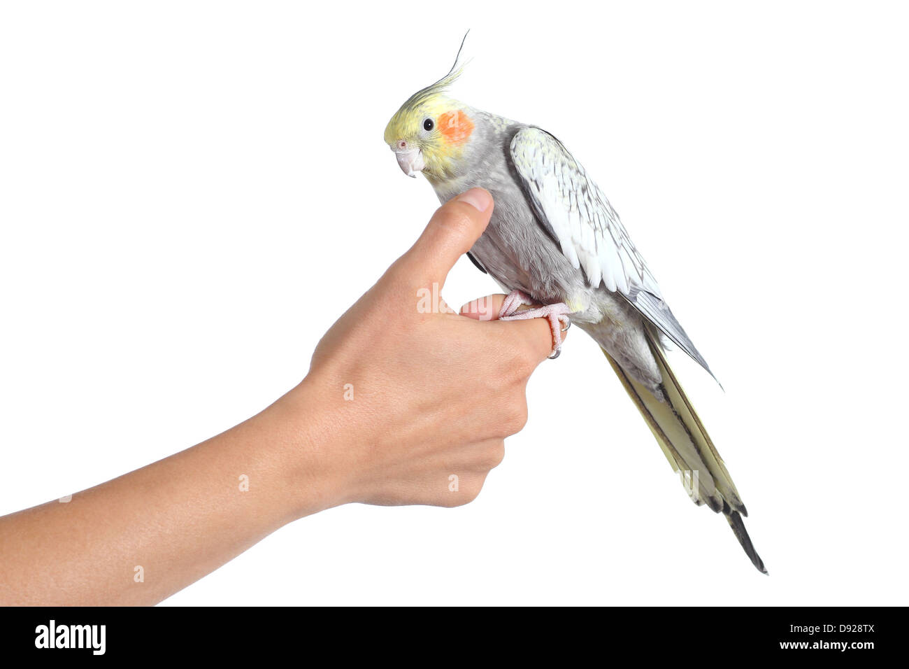 Woman hand holding and caressing with thumb a cockatiel bird isolated on a white background Stock Photo