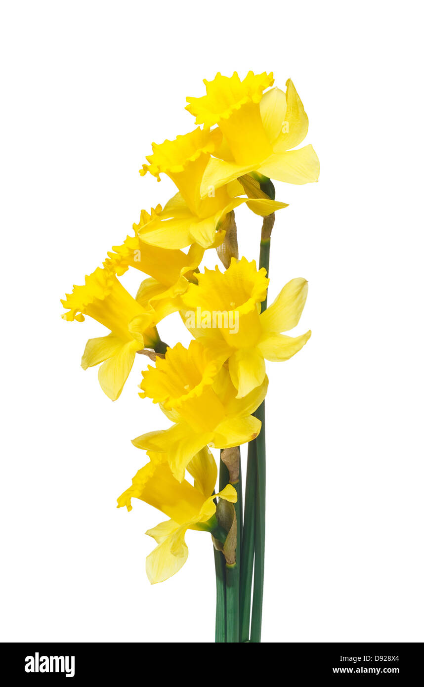 Daffodils border a popular symbol of the spring season whose flowers bloom during spring Stock Photo