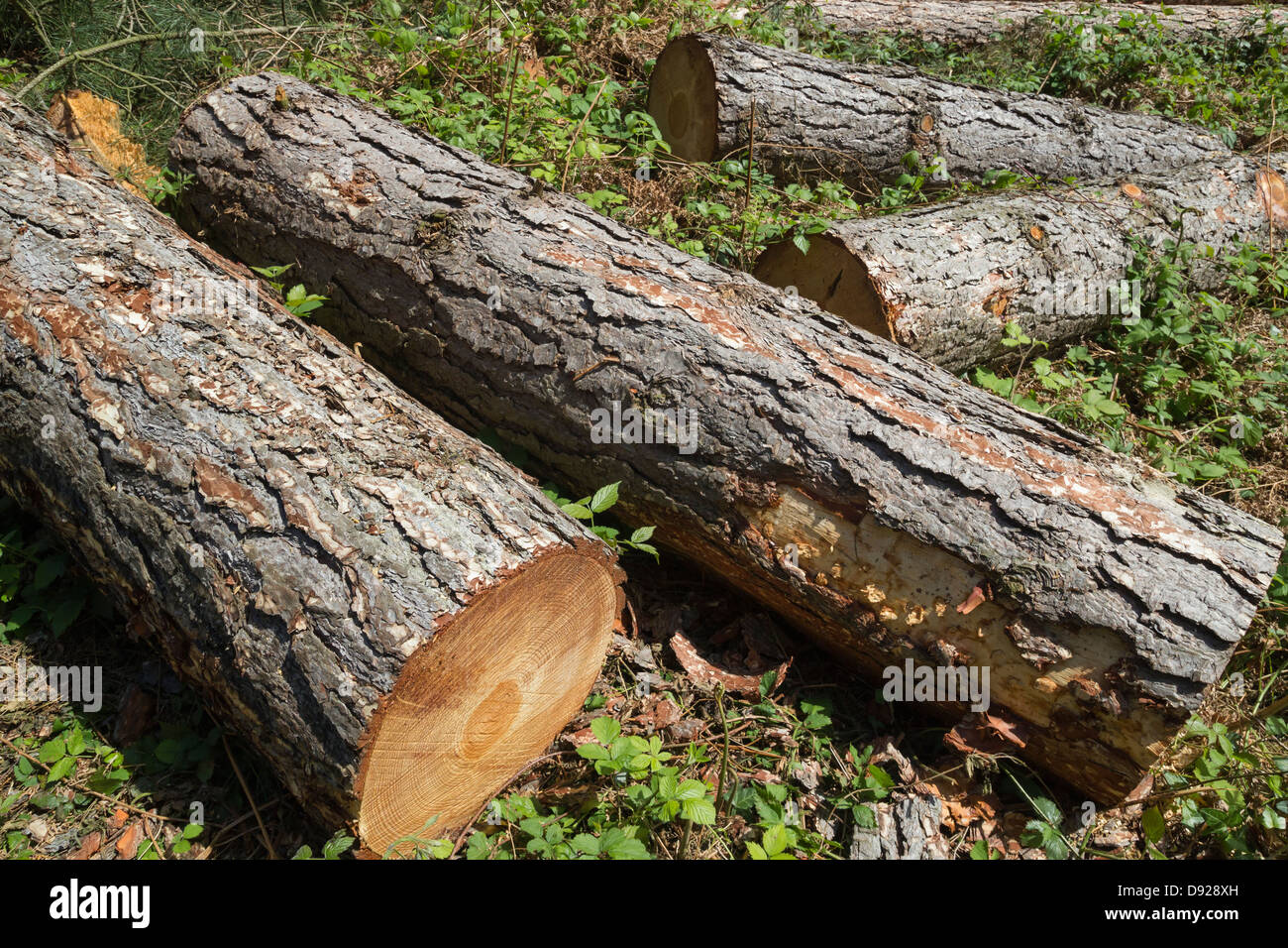 Hybrid Larch Logs Stock Photo
