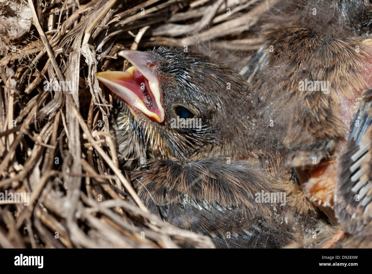 baby sparrow birds nest spring chicks Stock Photo - Alamy