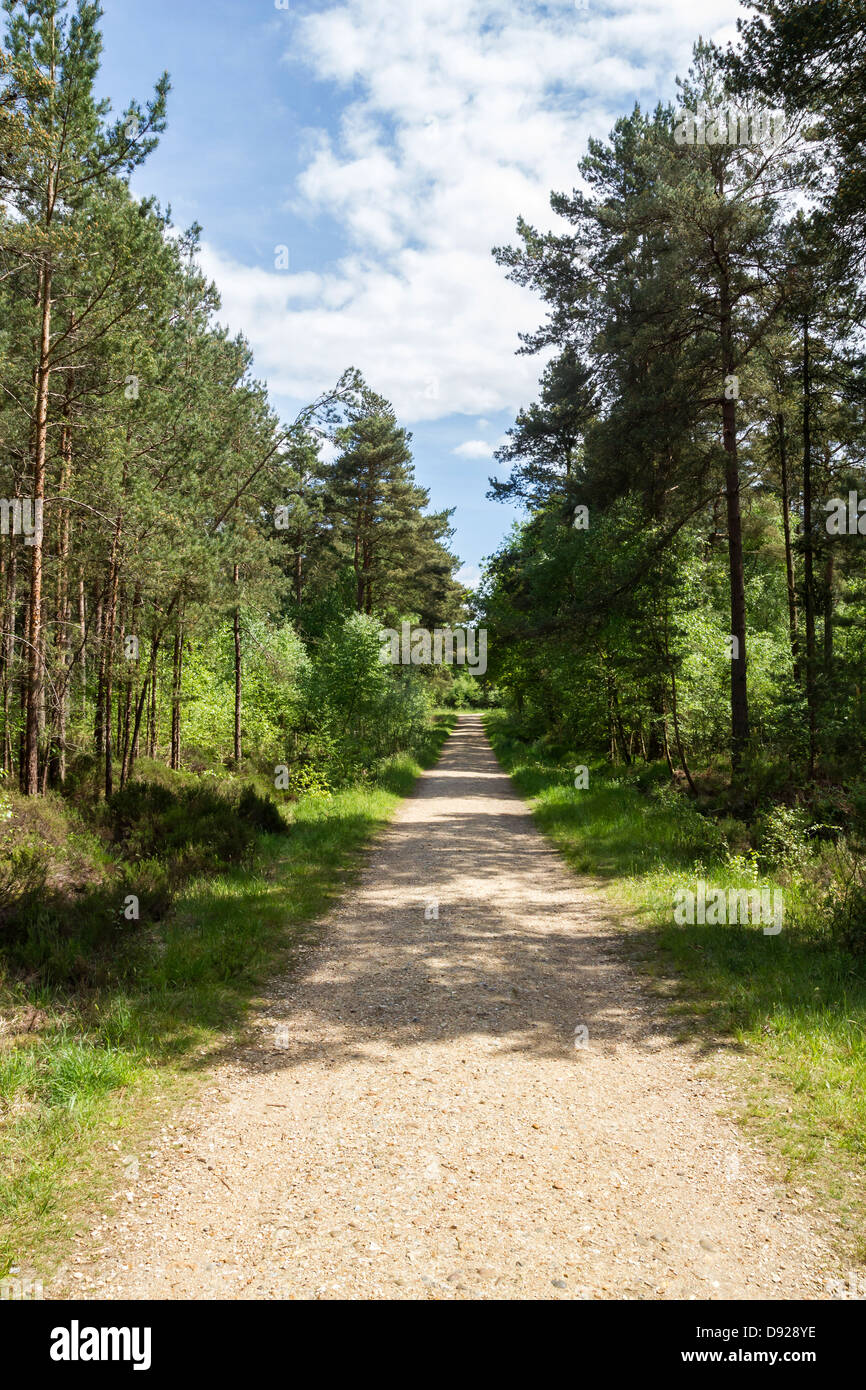 Path in Ringwood Forest, Dorset, England, UK with tall trees Stock Photo