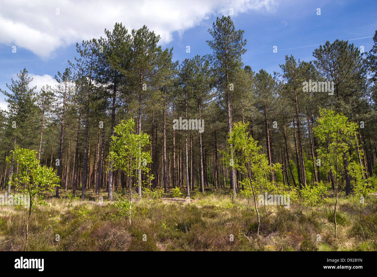 Tall Pine Trees / Fir Trees / Larch trees in monoculture forest plantation Stock Photo
