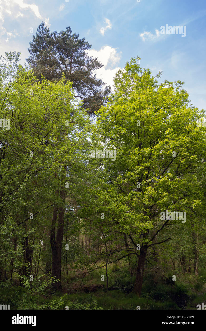 Leafy green trees in english forest in late spring Stock Photo Alamy