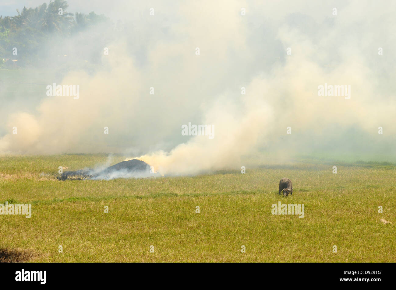 Grazing carabao in smoke on the rice field. Sunny weather over Mindoro Island, Philippines Stock Photo