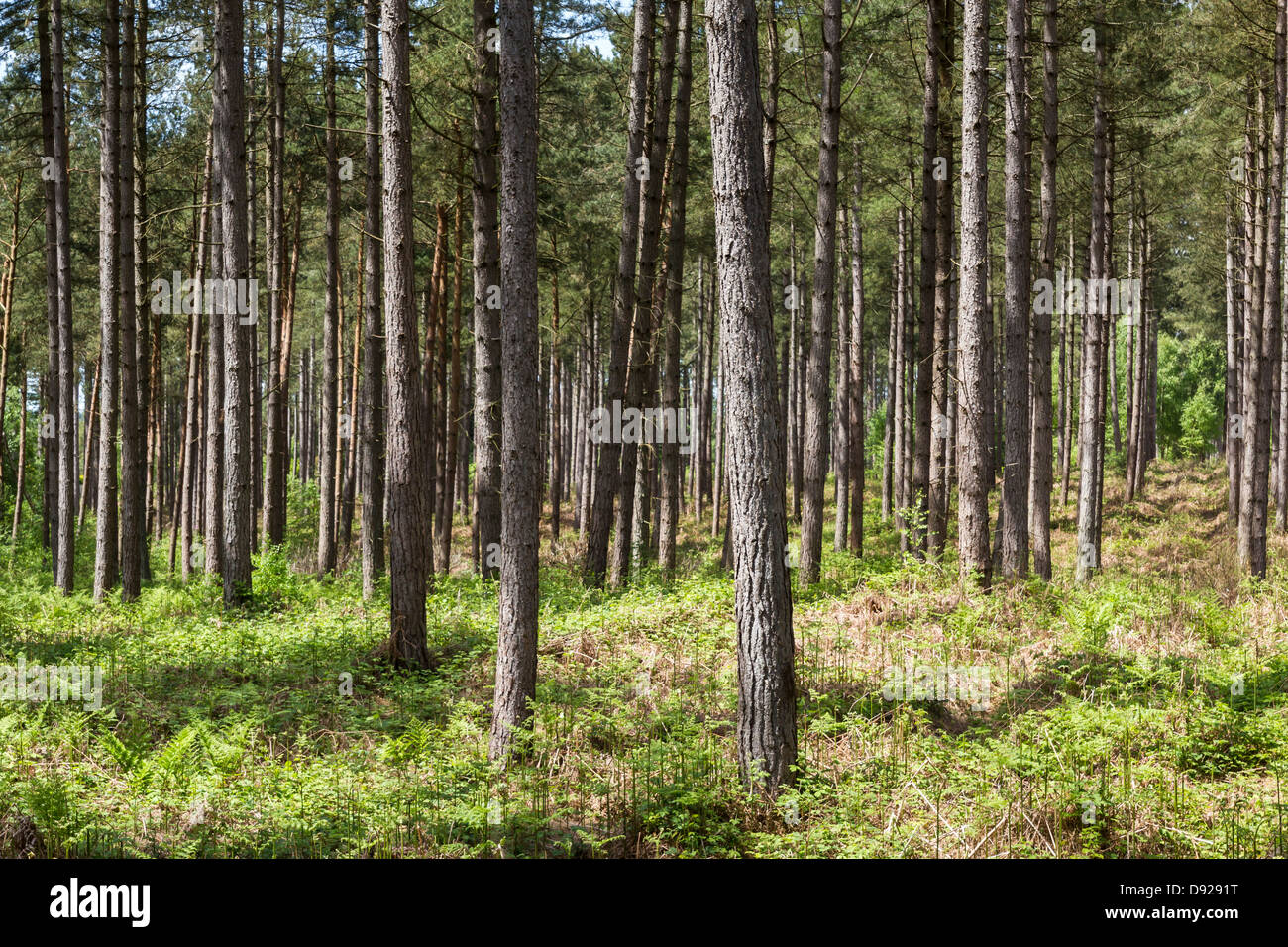 Tall Pine Trees / Fir Trees / Larch trees in monoculture forest plantation Stock Photo