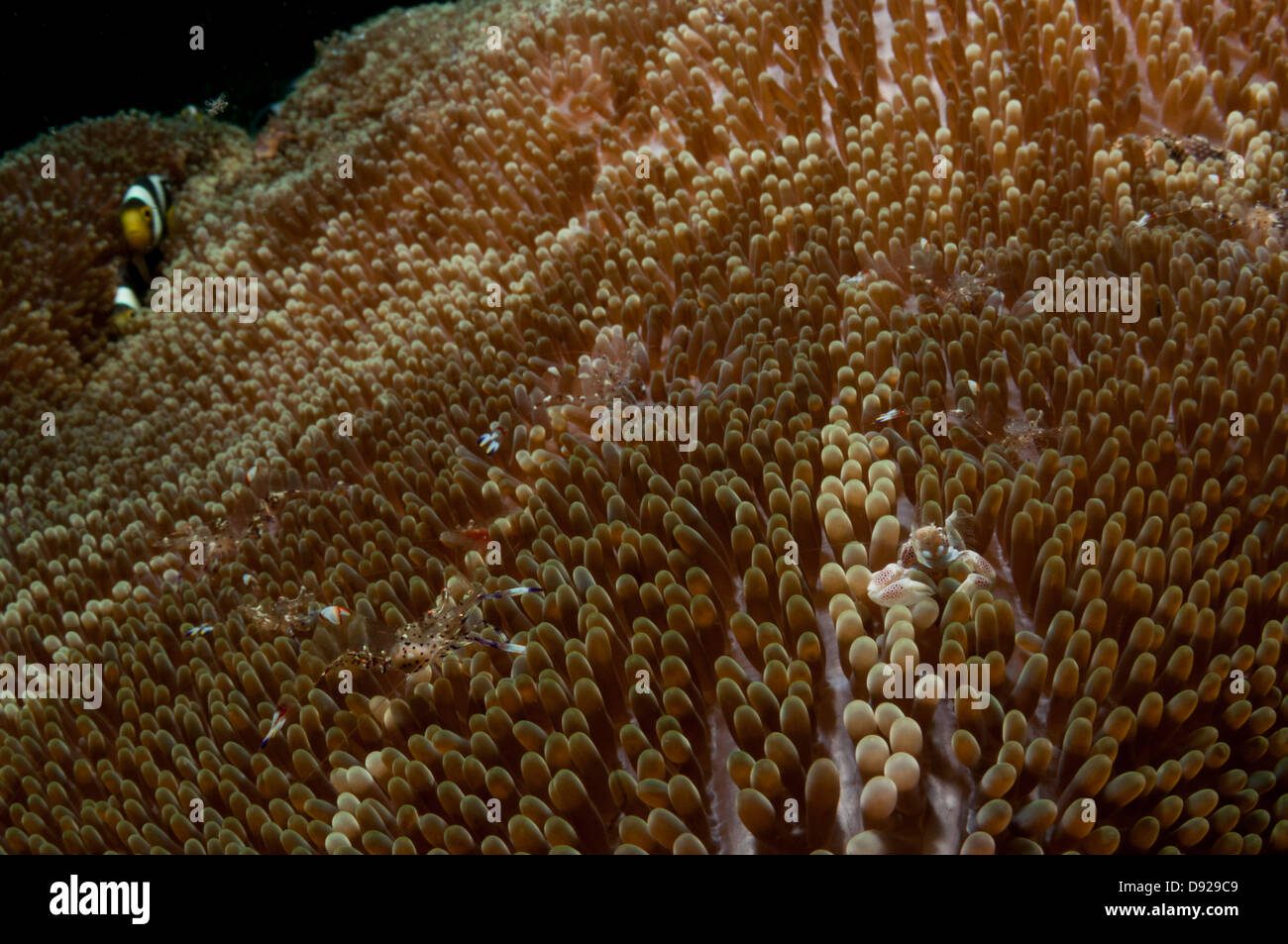 Panda anemonefish watch shrimps play on anenomes in the Lembeh Straits of Indonesia Stock Photo