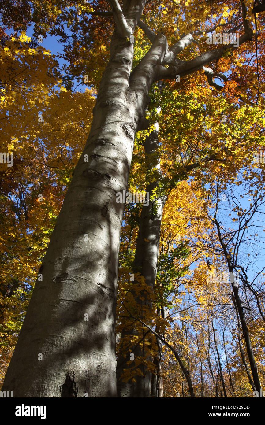 Beech tree woodland ohio deciduous hires stock photography and images