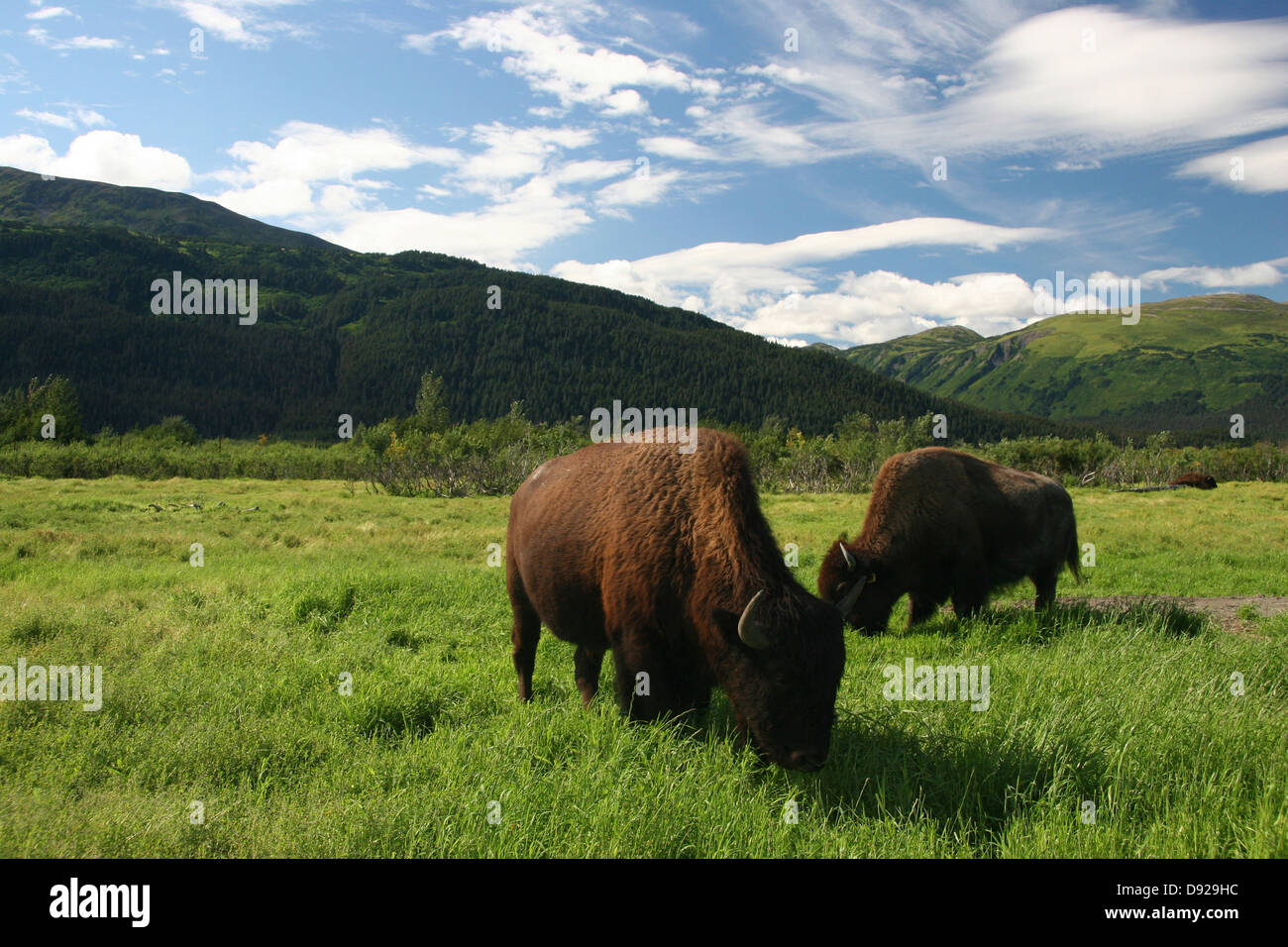 bison, alaska conservation wildlife center, near anchorage, alaska, usa Stock Photo