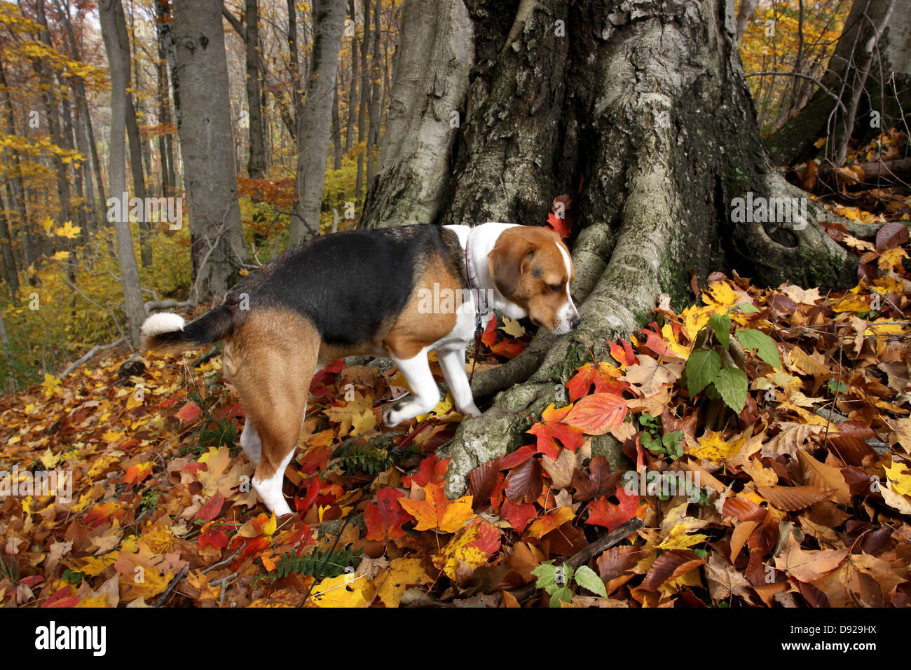 Beagle walking near Beech tree roots fall leaves forest Ohio Stock Photo