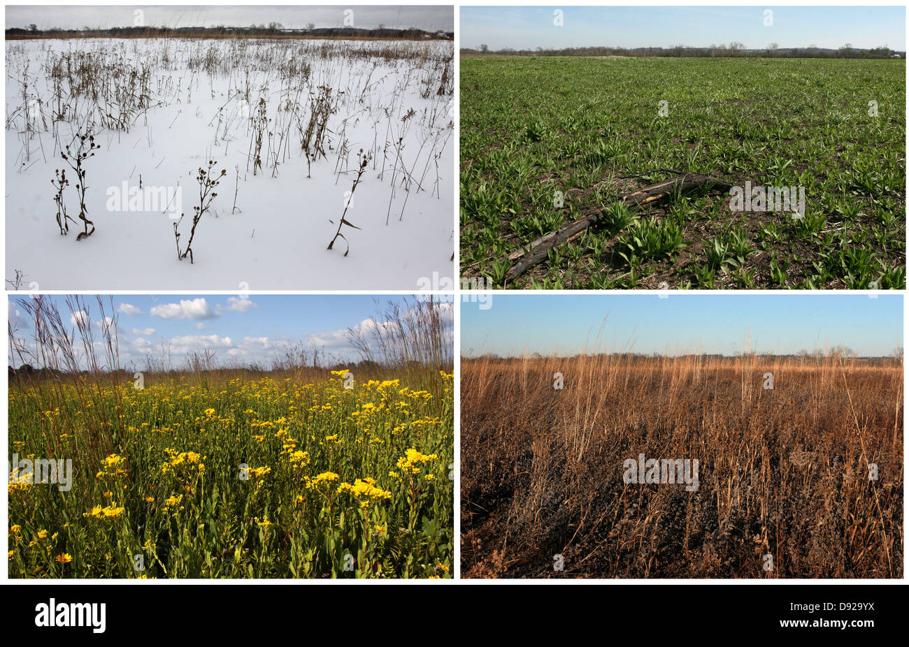 Four Seasons prairie in Winter, Spring, Summer, Fall, in Ohio sequence