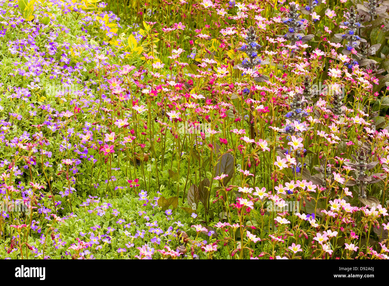 Saxifraga paniculata, Aubrieta and bugle flowers Stock Photo