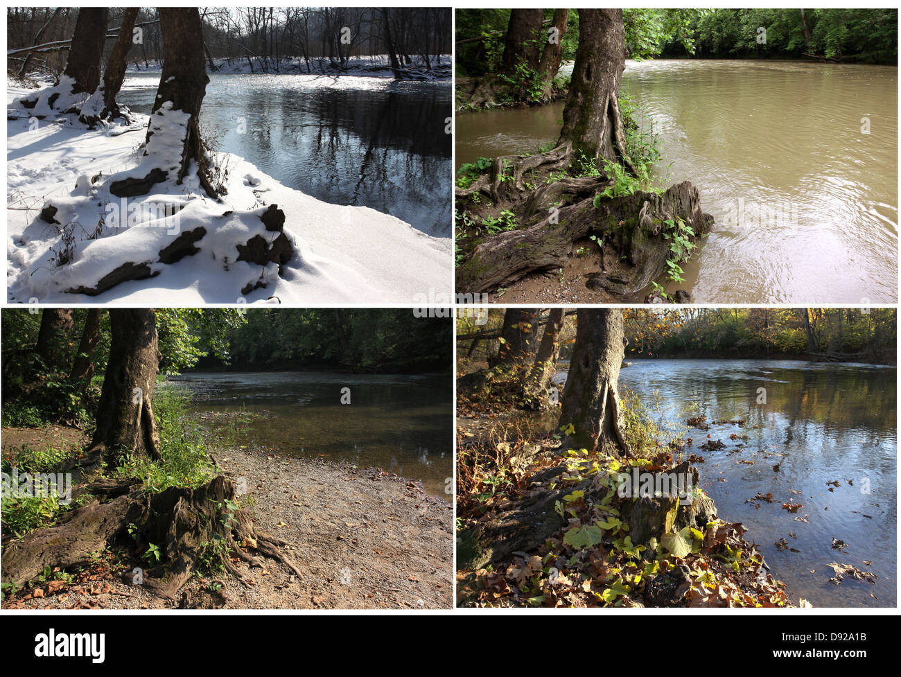 Four Seasons sequence same sycamore tree root on river bank in Winter, Spring, Summer, Fall, Little Miami River in Ohio Stock Photo