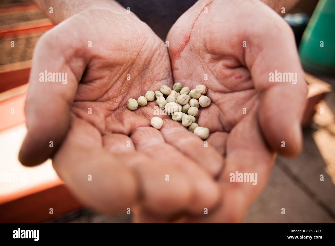 gardening - a man holds vegetable seeds in his hands Stock Photo