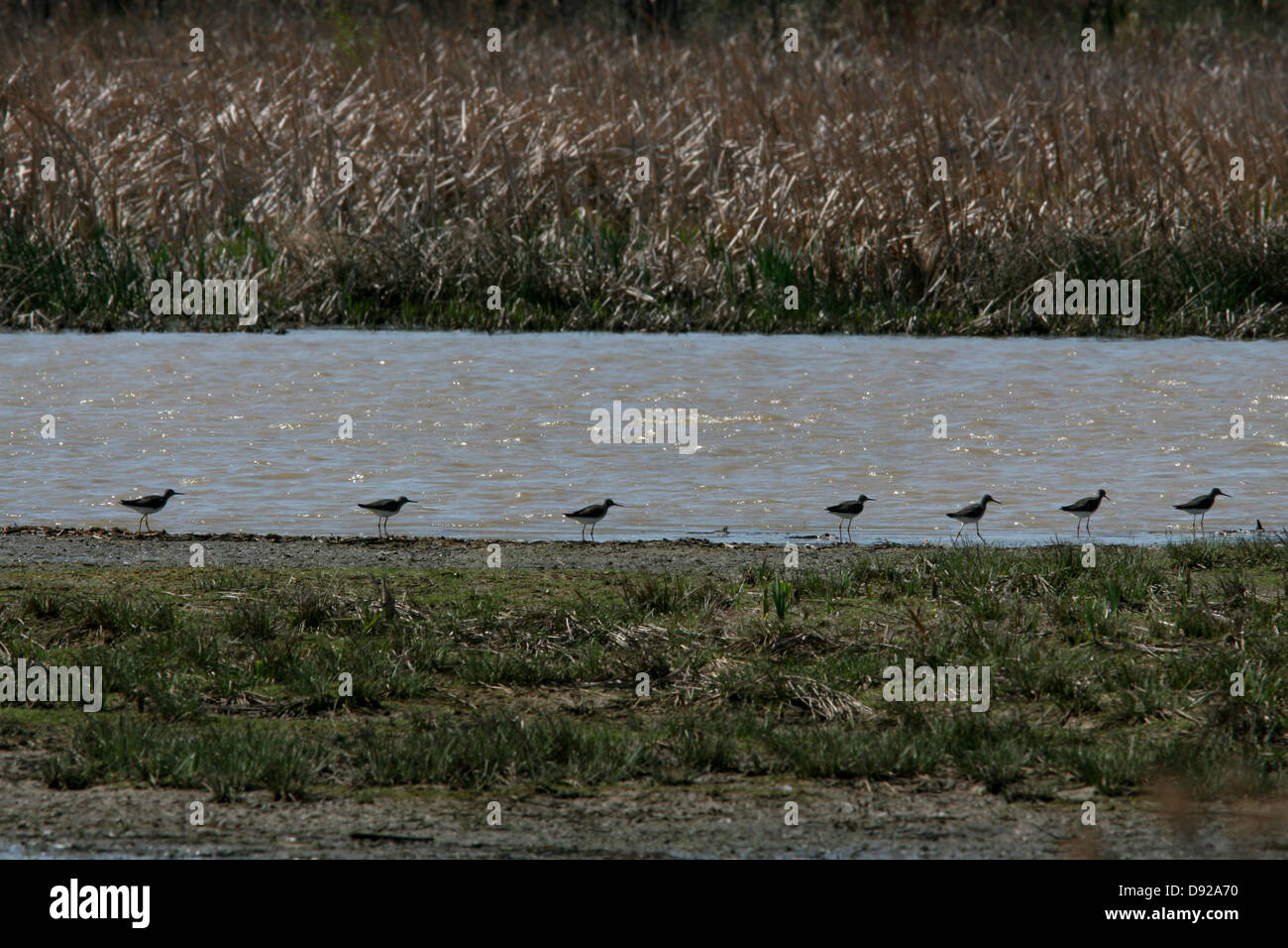 Lesser Yellowlegs shorebird in marsh Ohio Stock Photo