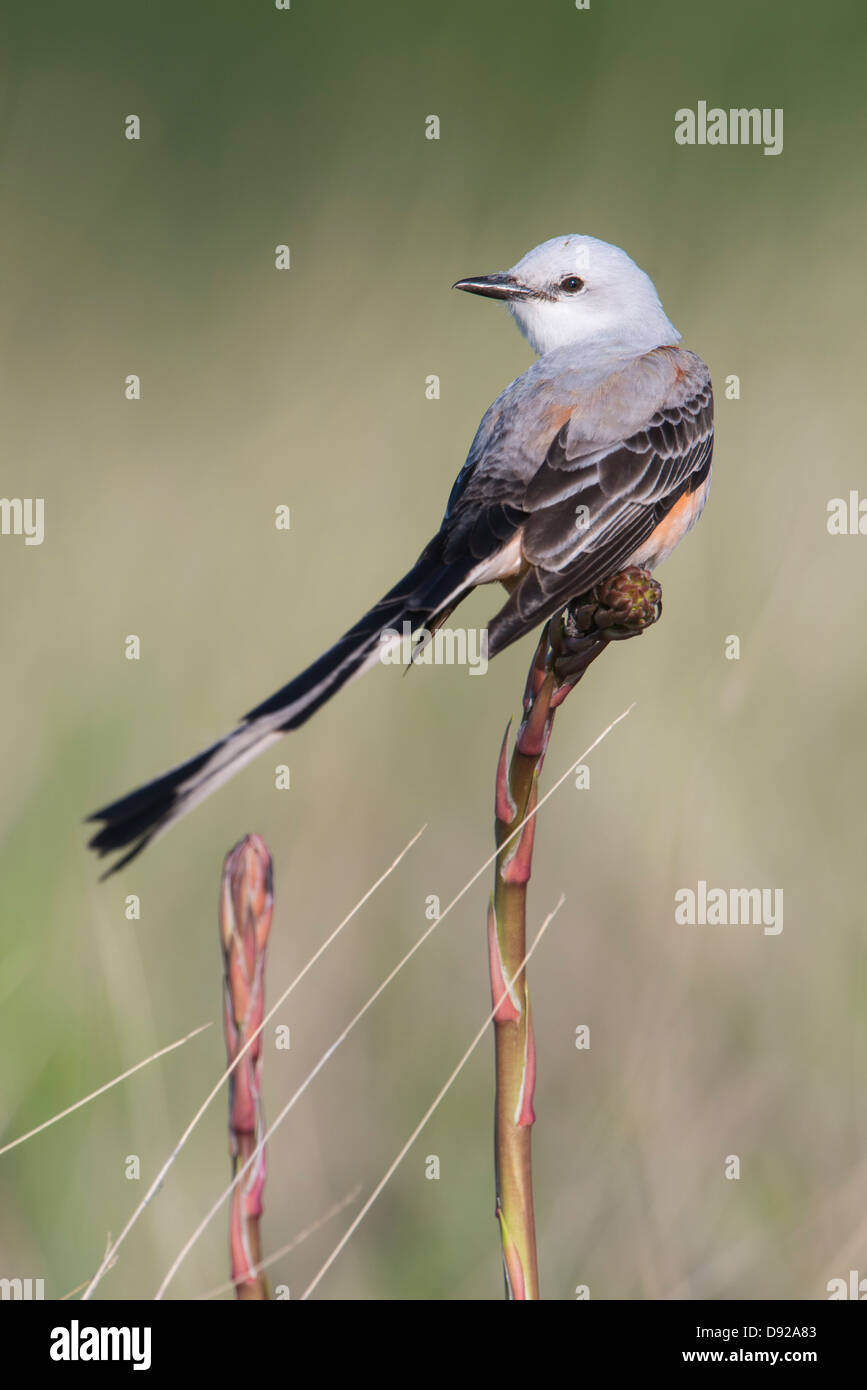 A scissor-tailed flycatcher (Tyrannus forficatus) perched on a yucca, White Rock Lake, Dallas, Texas Stock Photo
