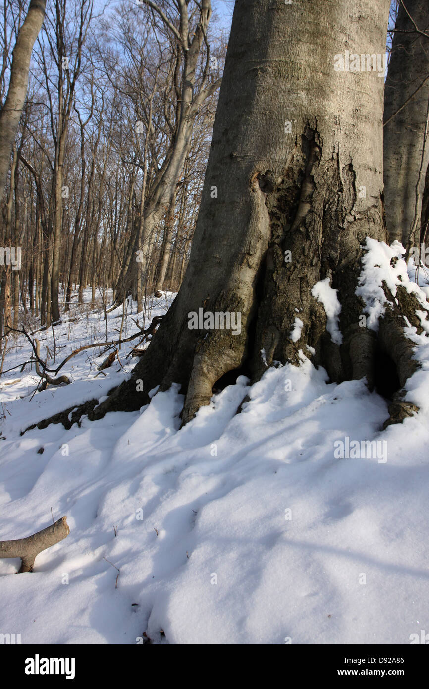 Snowy Beech tree roots in winter Ohio Stock Photo Alamy