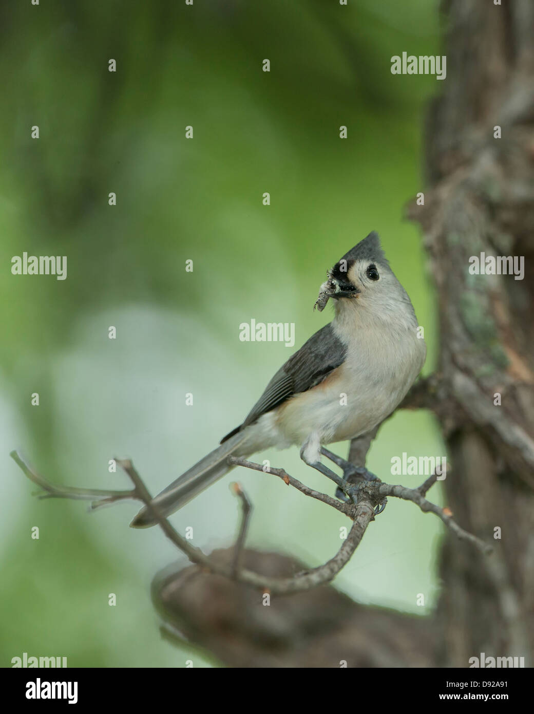 A tufted titmose (Baeolophus bicolor) with an insect, White Rock Lake, Dallas, Texas Stock Photo