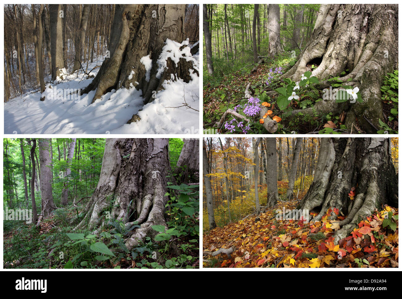 Four Seasons sequence same beech tree roots in Winter, Spring, Summer, Fall in Ohio Stock Photo