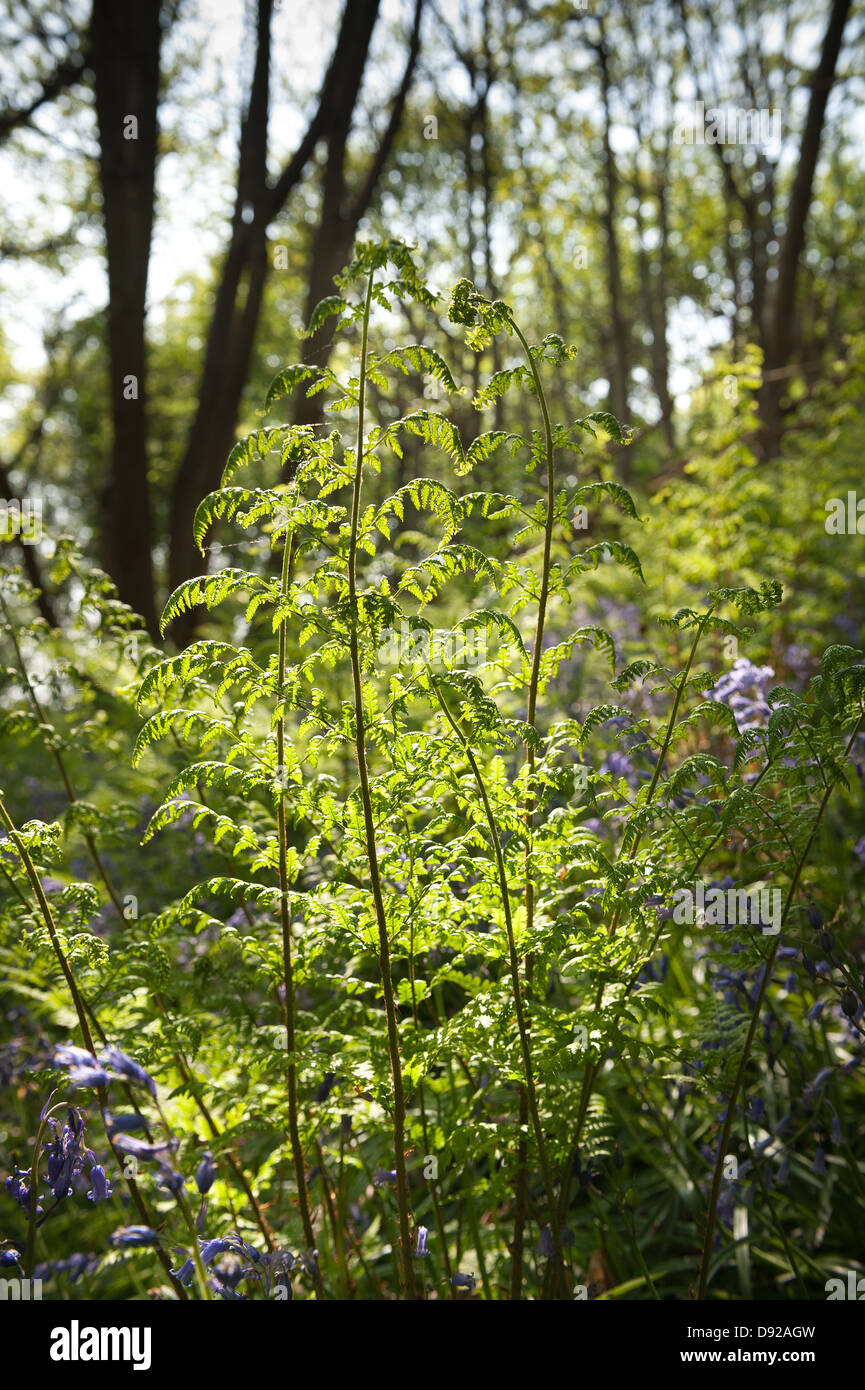 Close up of a delicate shield fern frond structure backlit against bluebell forest latter part of afternoon in springtime Stock Photo
