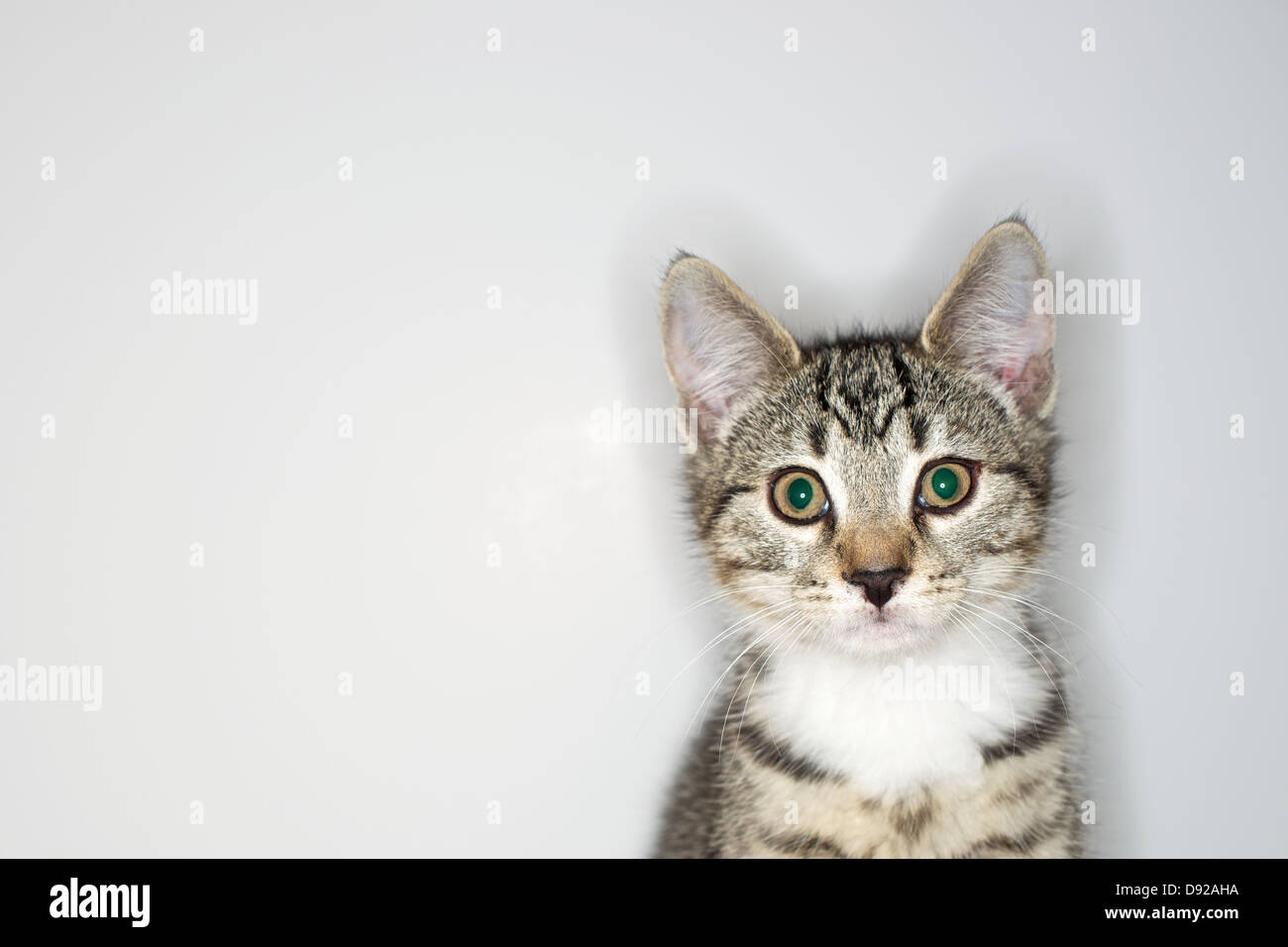 A young Tabby kitten at play Stock Photo - Alamy