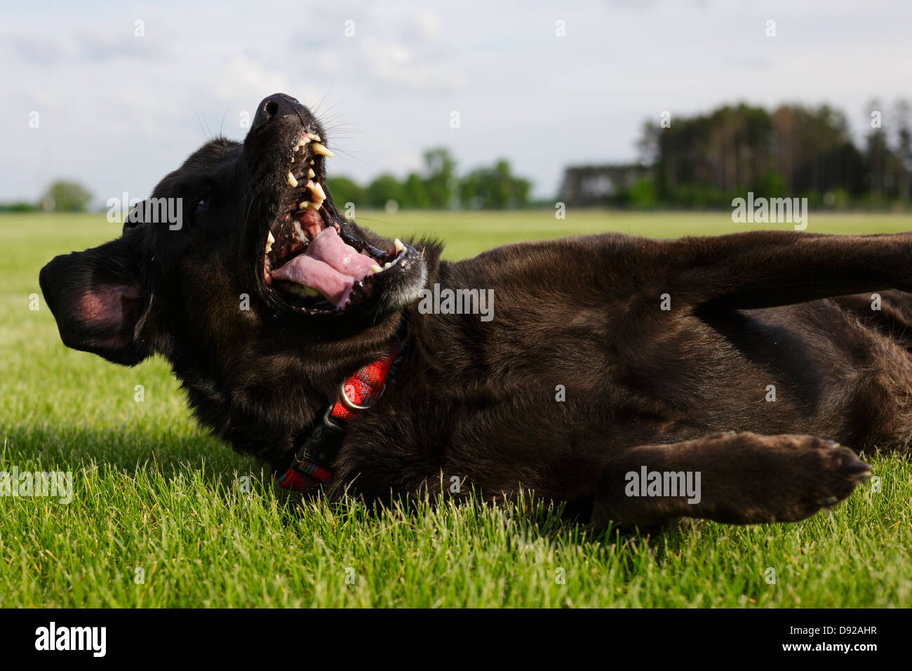 Pet dog rolling on her back in the grass. Stock Photo