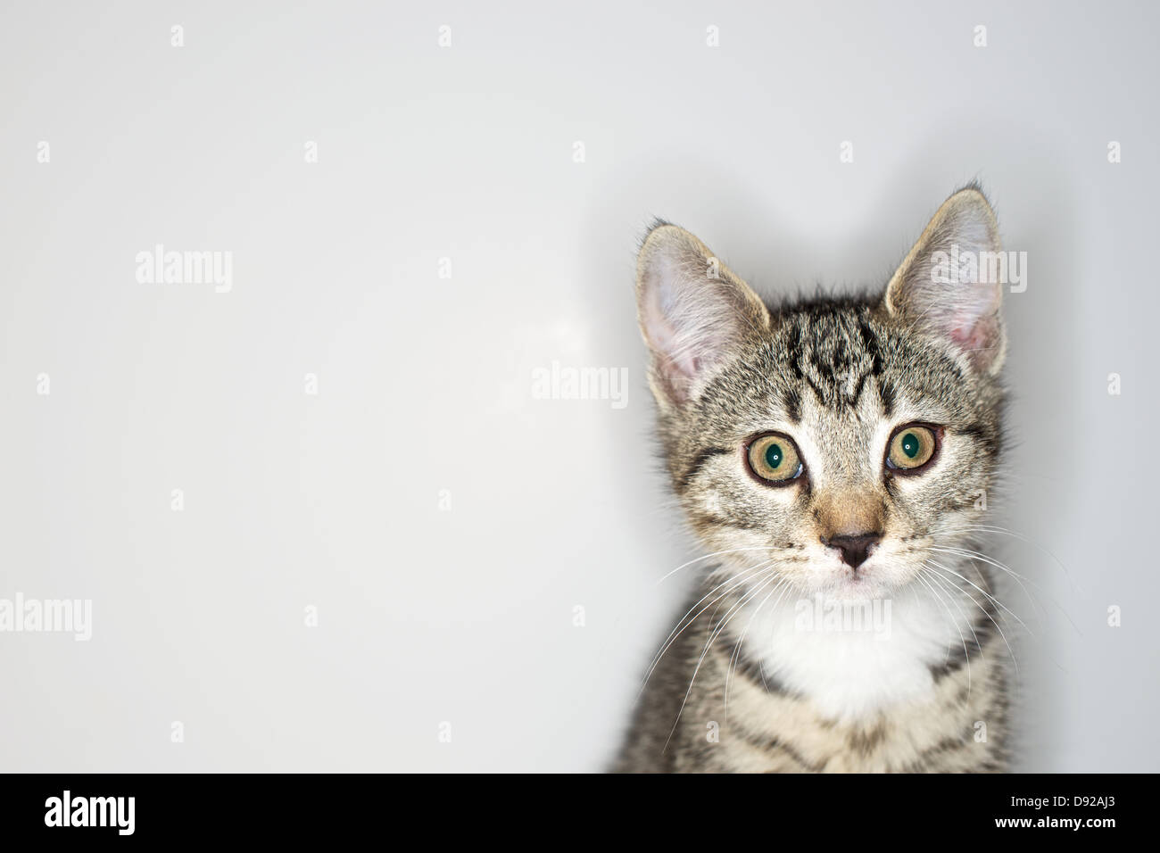 A young Tabby kitten at play Stock Photo - Alamy