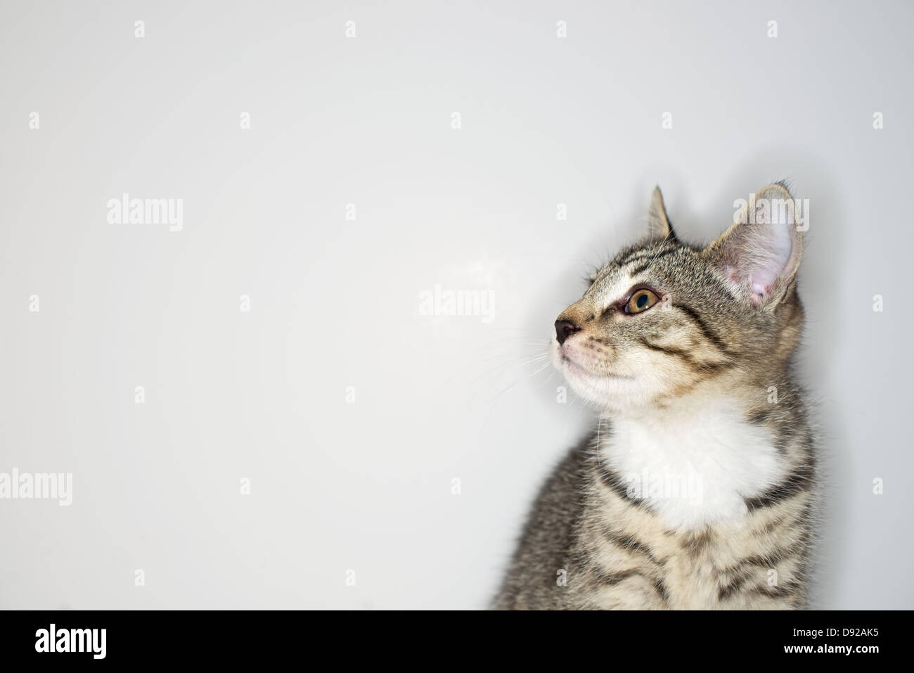 A young Tabby kitten at play Stock Photo - Alamy