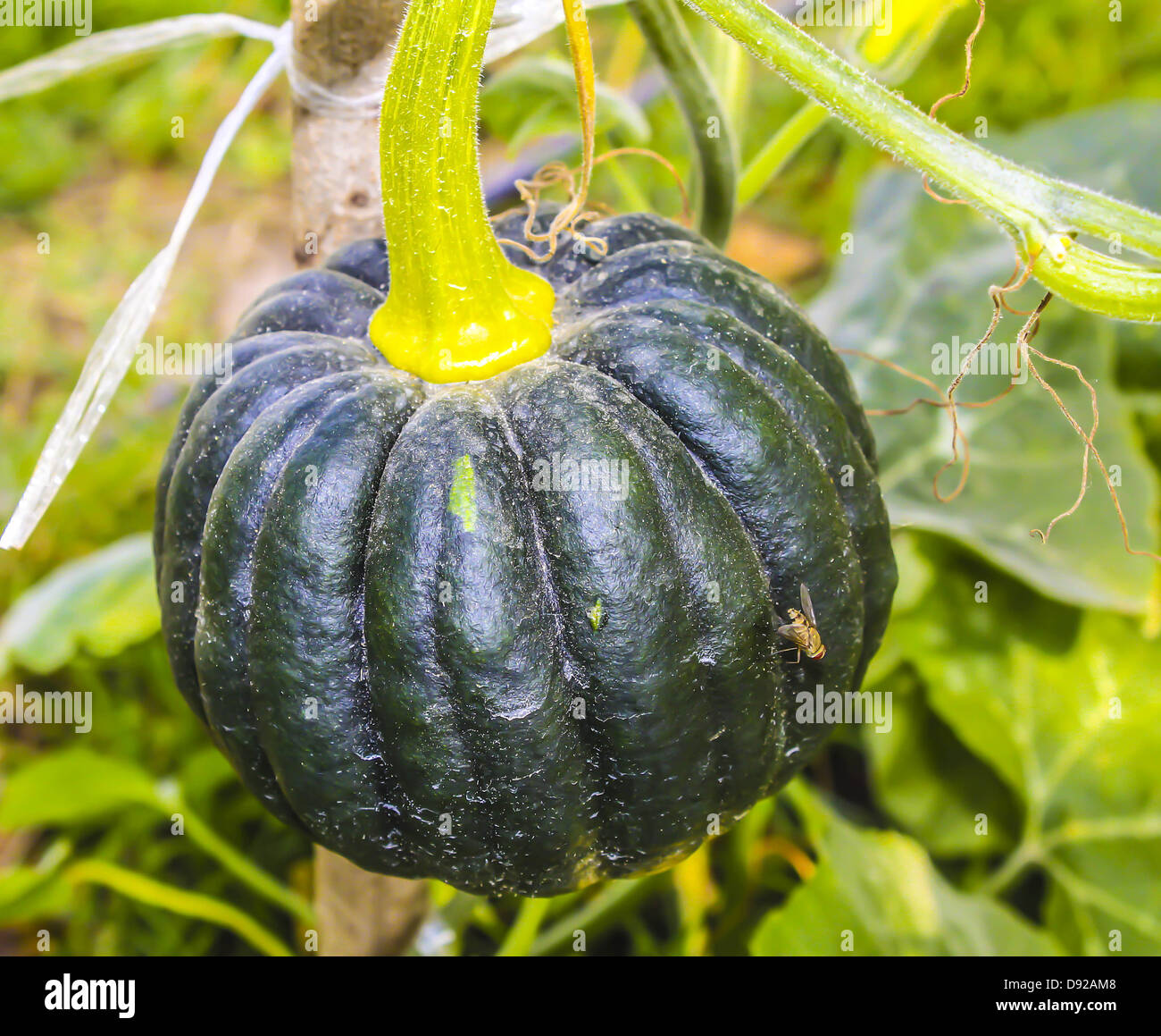The green pumpkin on the ground Stock Photo - Alamy