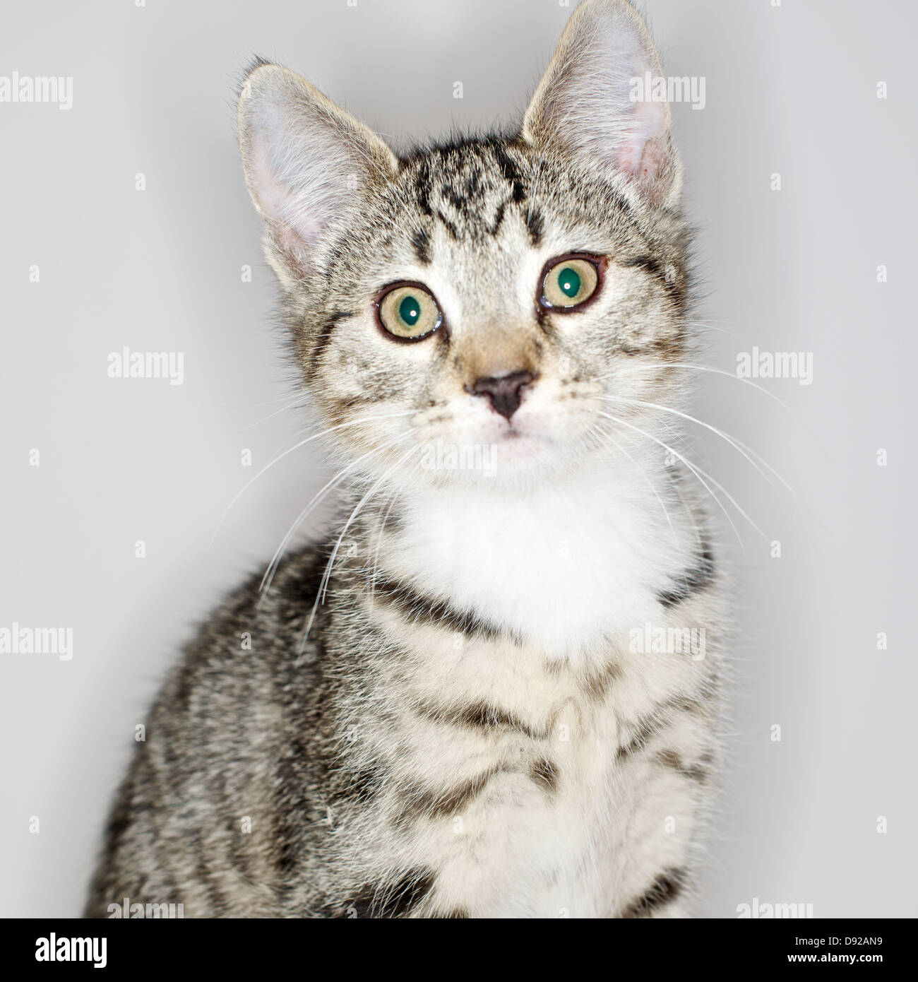 A young Tabby kitten at play Stock Photo - Alamy